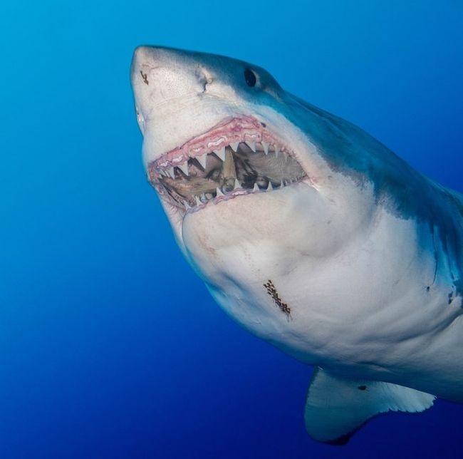 Гигантская белая акула замечена в Карибском море
