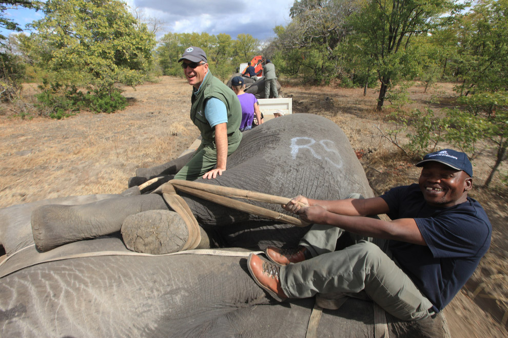 Особенности перевозки слонов