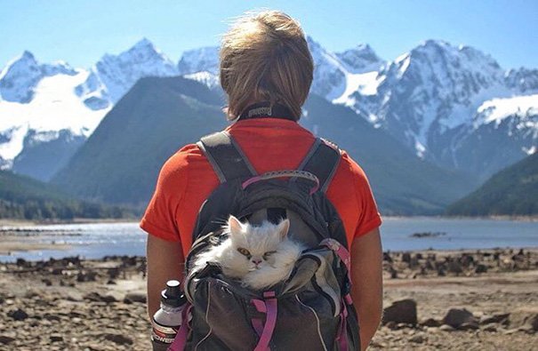 В поход вместе с кошкой из Instagram