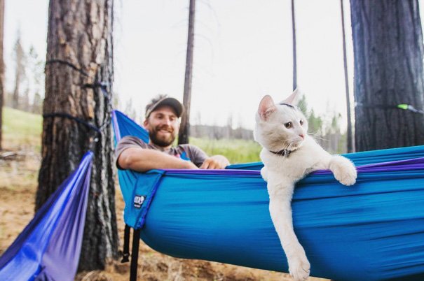 В поход вместе с кошкой из Instagram