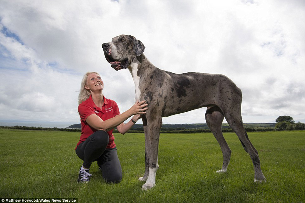 Самая высокая собака в мире: двухметровый дог весом 76 кг