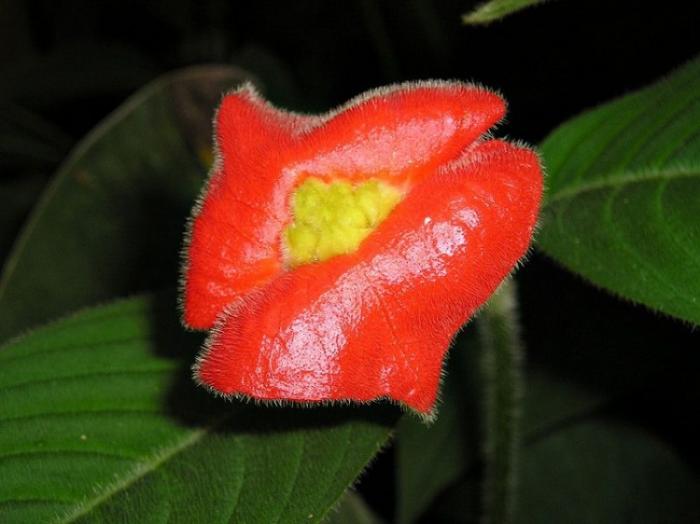 Удивительный цветок напоминающий пухлые женские губы