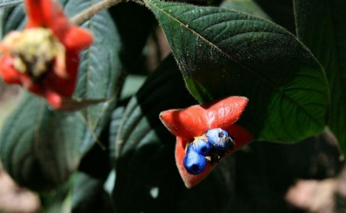 Удивительный цветок напоминающий пухлые женские губы