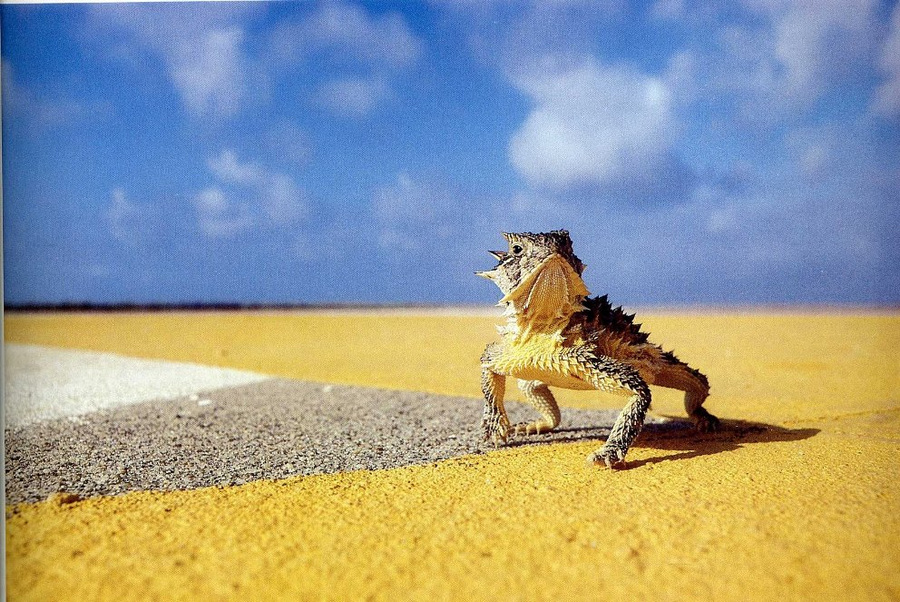 79 интереснейших архивных снимков от National Geographic