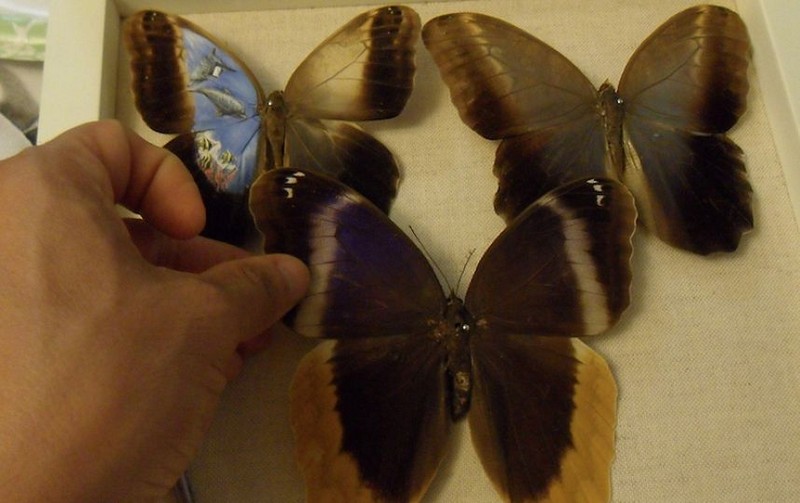Удивительные картины на крыльях бабочек