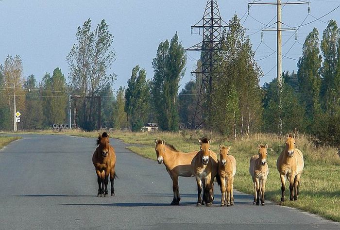 Животные в зоне отчуждения Чернобыльской АЭС