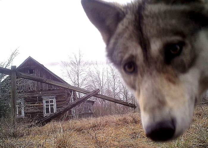 Животные в зоне отчуждения Чернобыльской АЭС