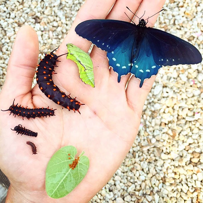 Гидробиолог из Калифорнии возродил популяцию почти исчезнувшего вида бабочек