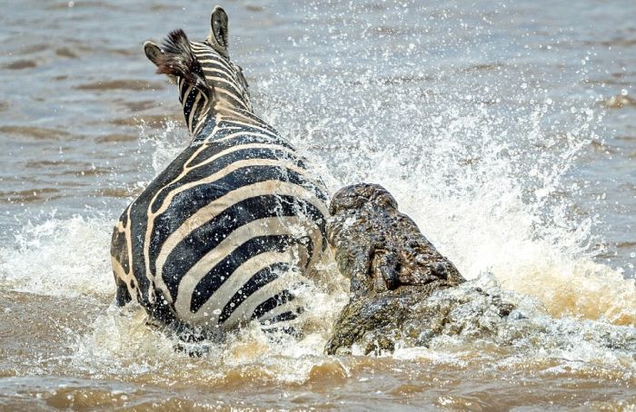 Как зебра спаслась от крокодила