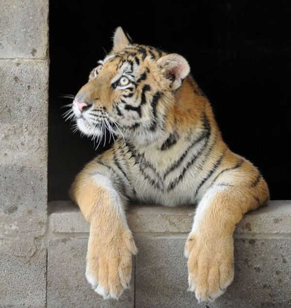 Чудесное преображение молодой тигрицы