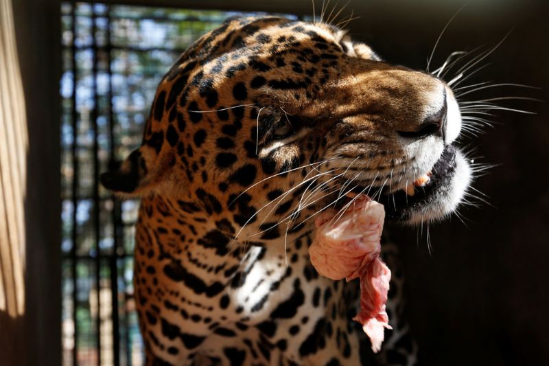 Голодающие звери венесуэльских зоопарков