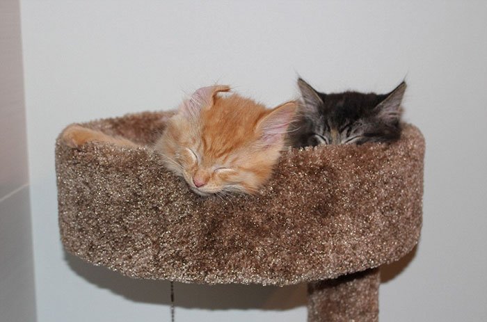 Неразлучные Лили и Ренли выросли из своей кровати, но продолжают спать в ней вместе