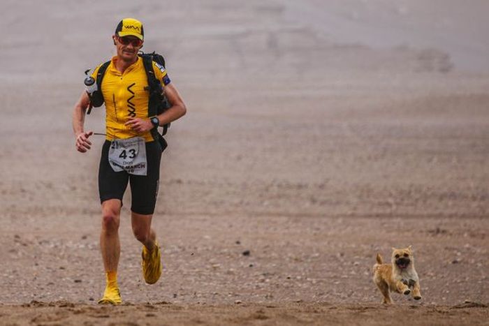 Бродячая собака поучаствовала в марафоне