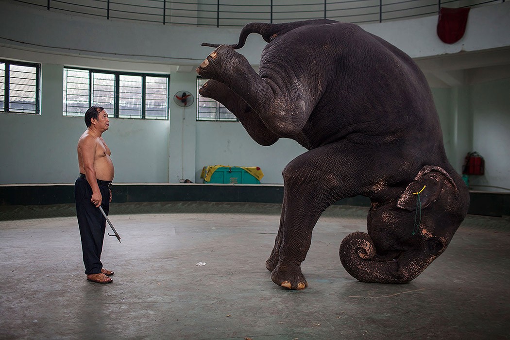 Быть в образе: тяжелые будни вьетнамских циркачей
