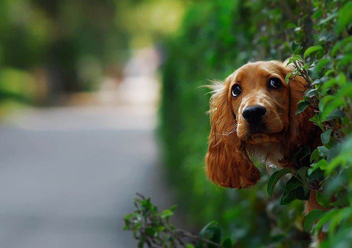 20 любопытных собак, которые просто захотели поздороваться