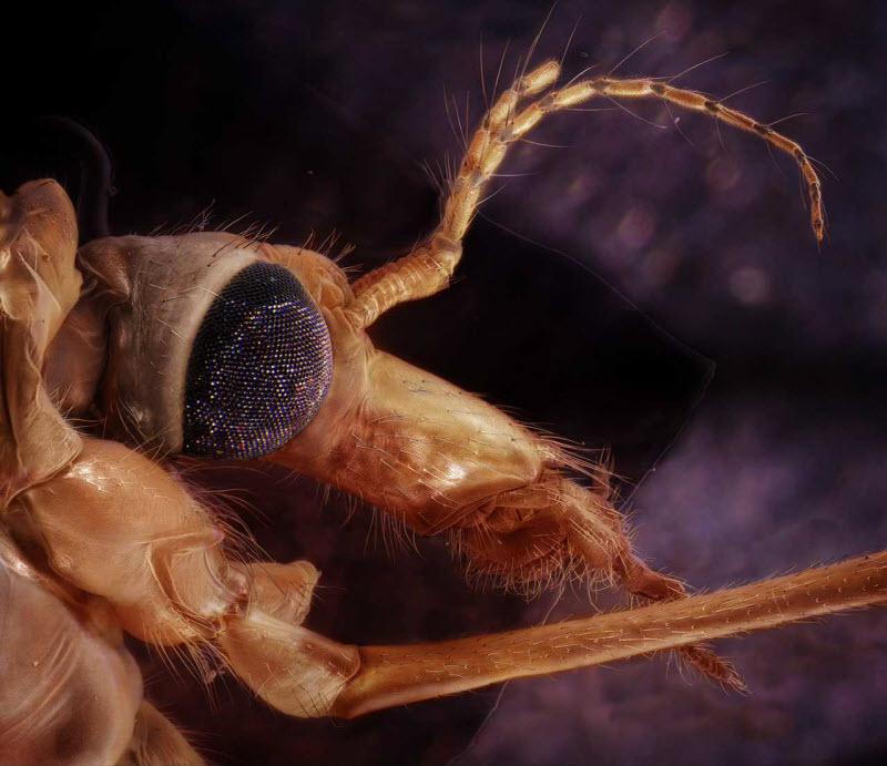 Невероятные лица насекомых, живущих рядом с нами