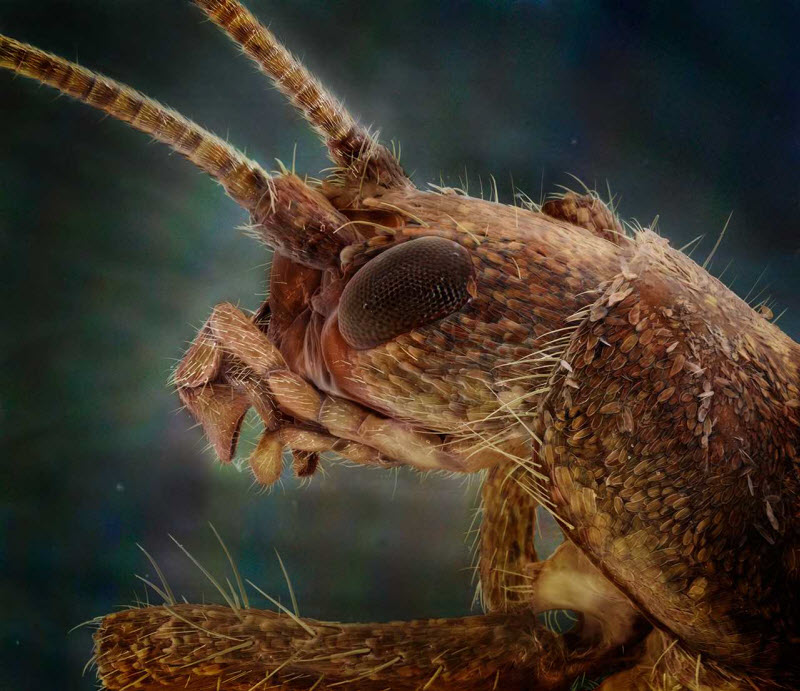 Невероятные лица насекомых, живущих рядом с нами