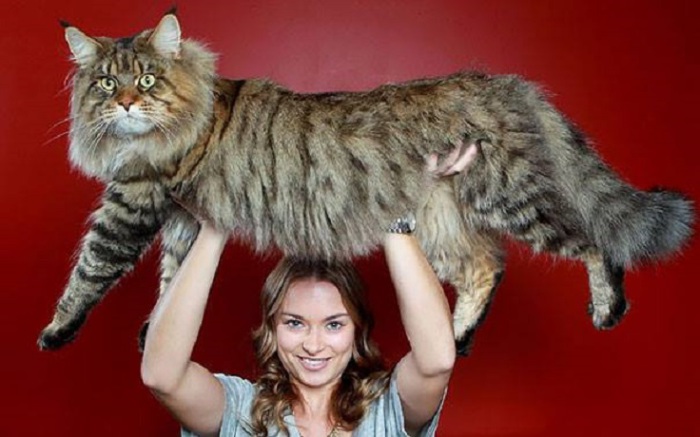 16 огромных и очень дружелюбных кошек