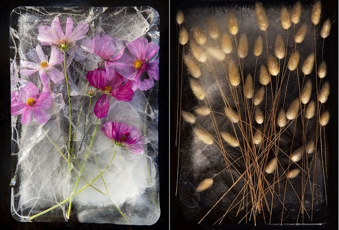 Фотографии цветов, замороженных в ледяных глыбах