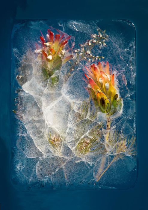 Фотографии цветов, замороженных в ледяных глыбах