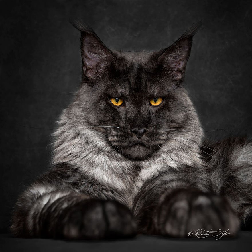 Фотопортреты кошек породы мейн-кун