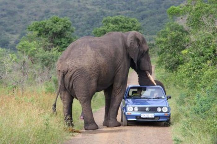 Когда животные встречают автомобили