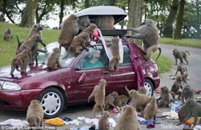 Когда животные встречают автомобили