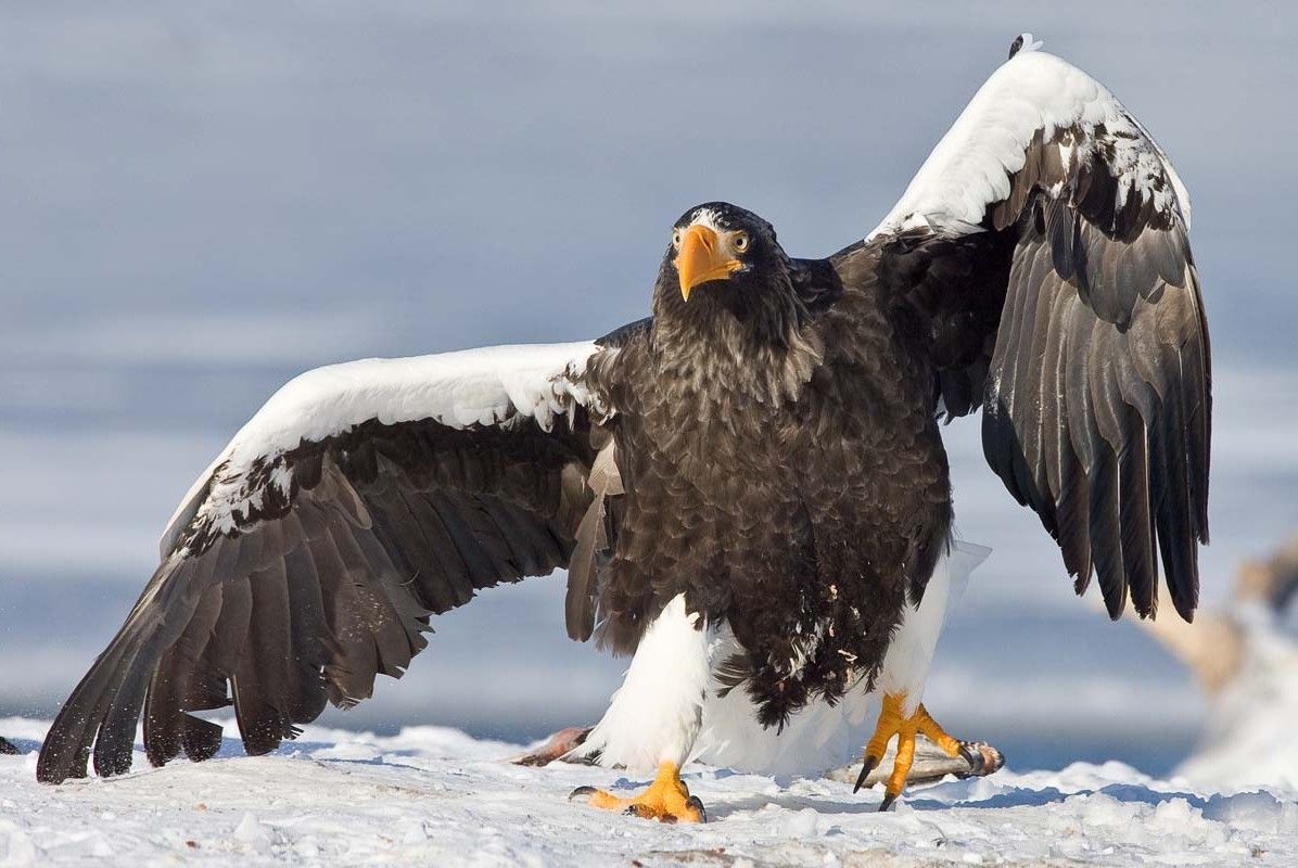 10 самых больших птиц на земле