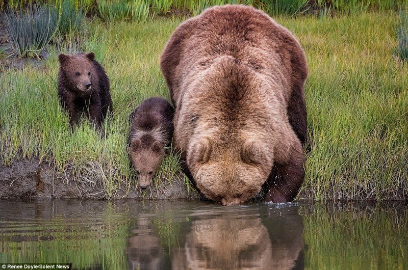 Медведица перенесла через реку боящегося воды детеныша