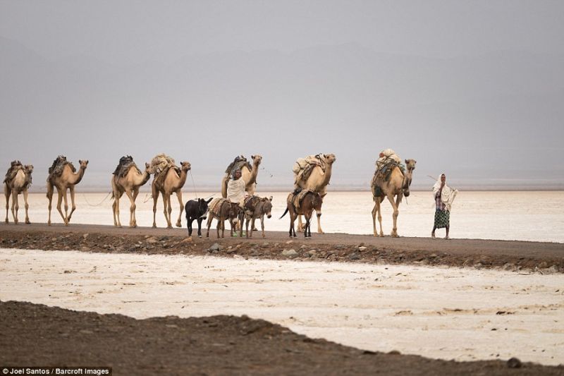 Соляные шахты в Эфиопии: самое жаркое рабочее место на Земле