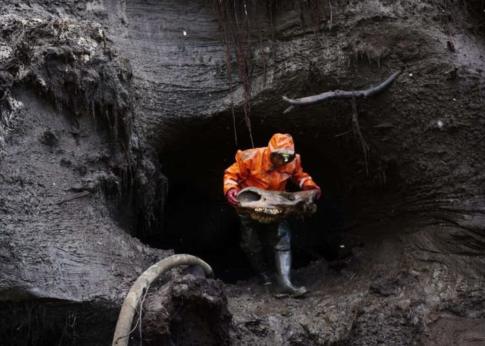 Черные археологи в поисках бивней мамонта