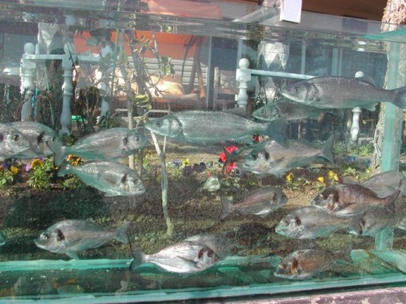 Необычный забор-аквариум на побережье Эгейского моря