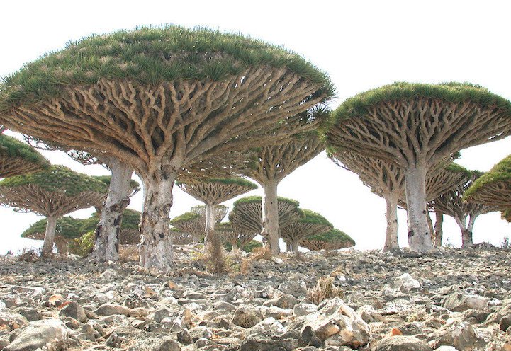 Невероятная природа острова Сокотра