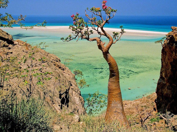 Невероятная природа острова Сокотра