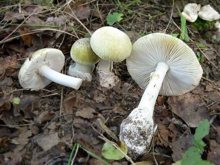 Самые опасные и ядовитые грибы