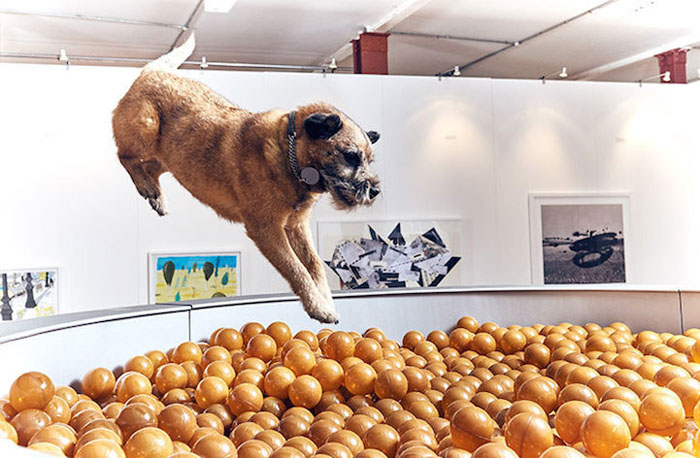 Выставка современного искусства для собак