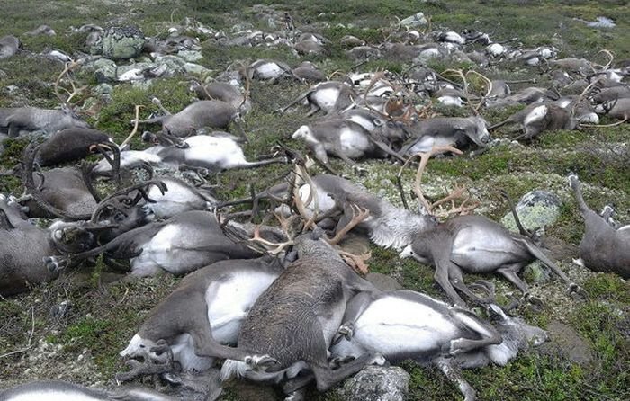 В Норвегии 323 оленя погибли из-за удара одной молнии