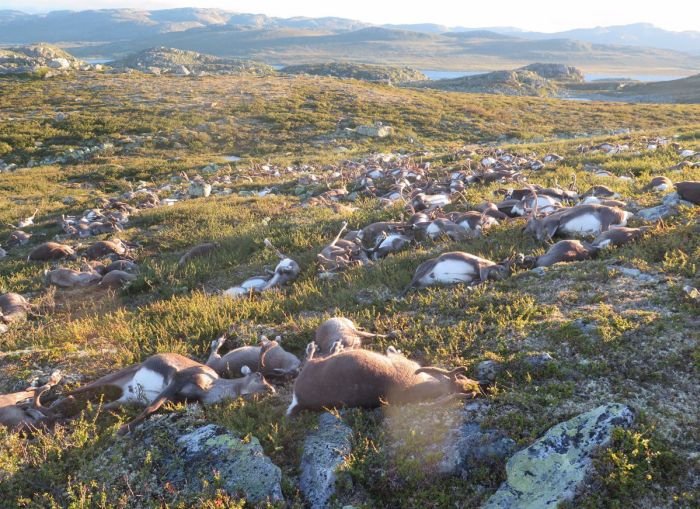 В Норвегии 323 оленя погибли из-за удара одной молнии