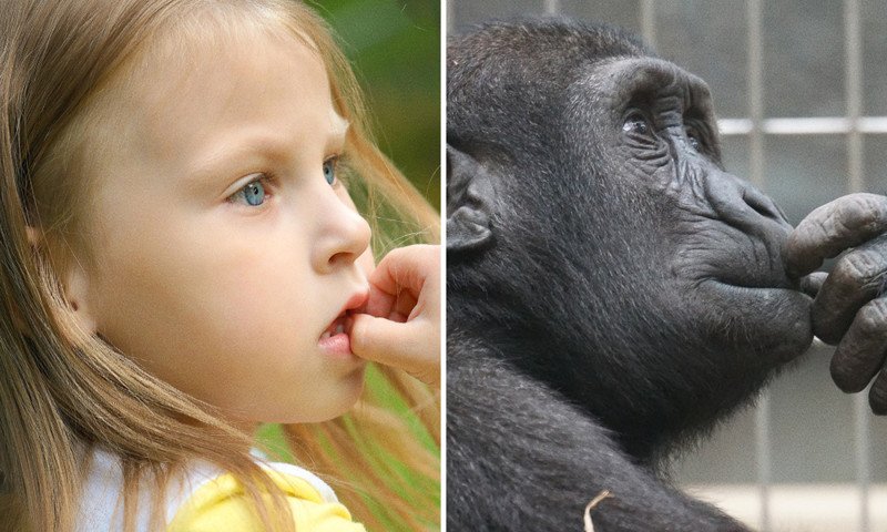 15 фотографий, на которых дети и животные одинаково выражают эмоции