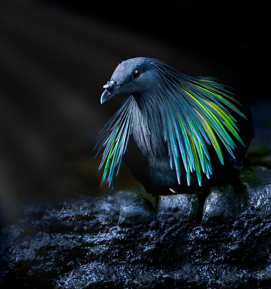 Гривистый голубь — ближайший родственник птицы додо