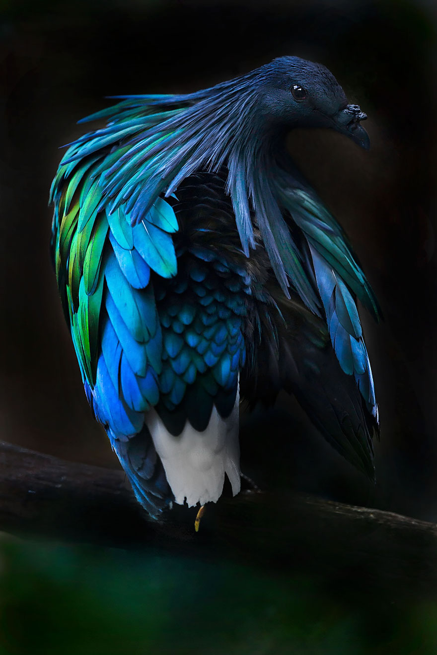 Гривистый голубь — ближайший родственник птицы додо