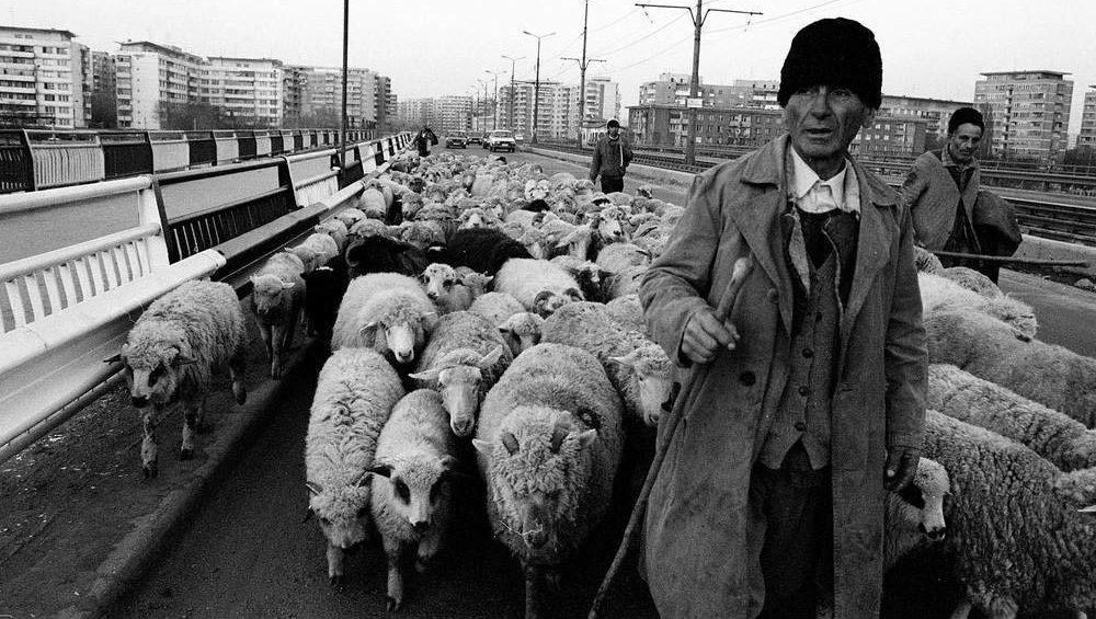 Румыния 90-х, где стада овец перегораживали оживленные улицы