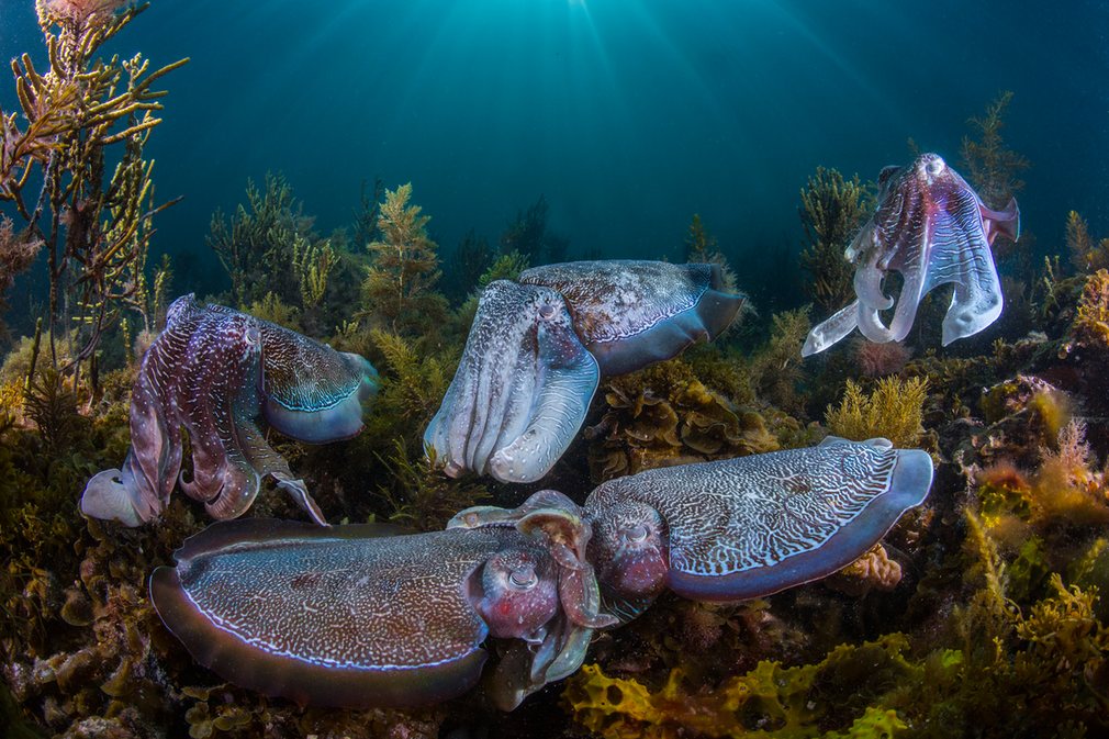 Финалисты фотоконкурса Wildlife Photographer of the Year 2016