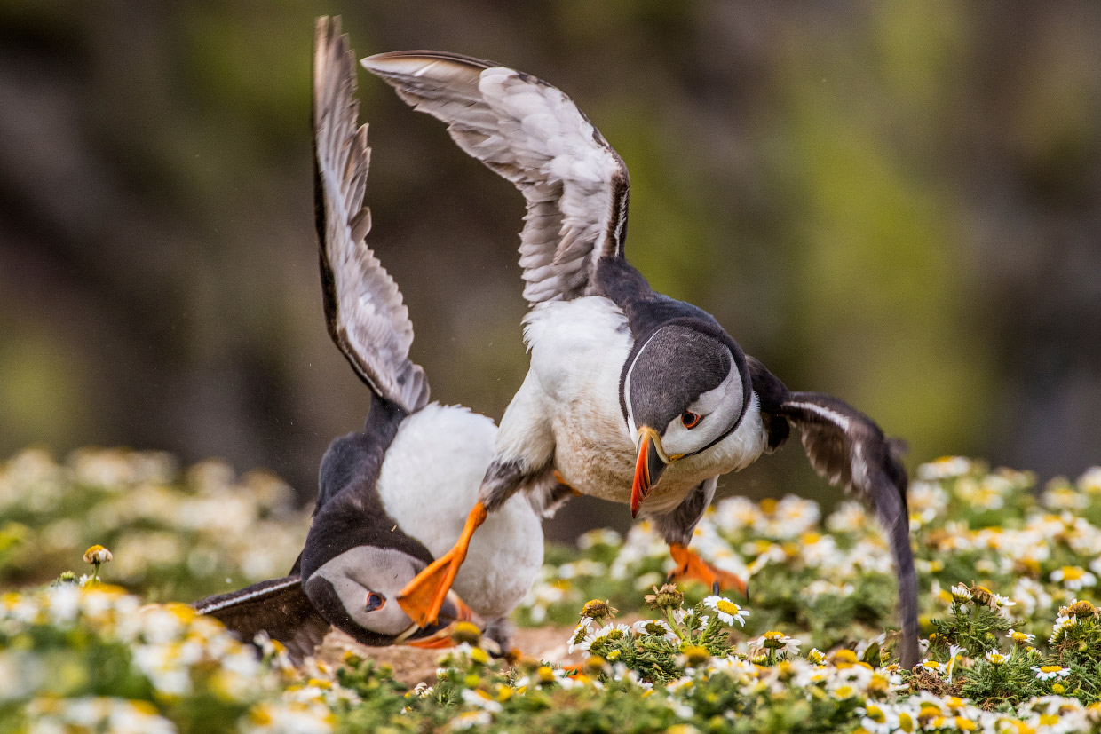 Победители конкурса фотографий дикой природы Wildlife Photographer of the Year 2016