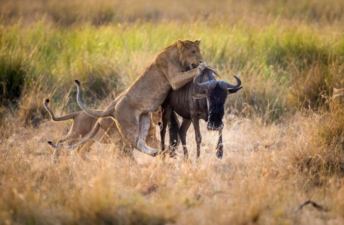 Мама-львица учит своих львят охотиться