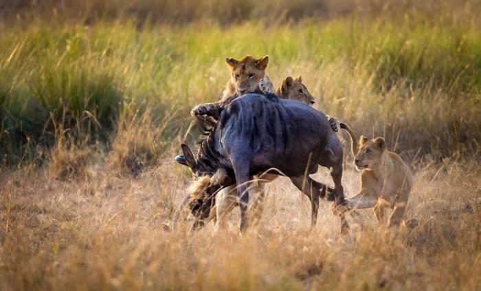 Мама-львица учит своих львят охотиться