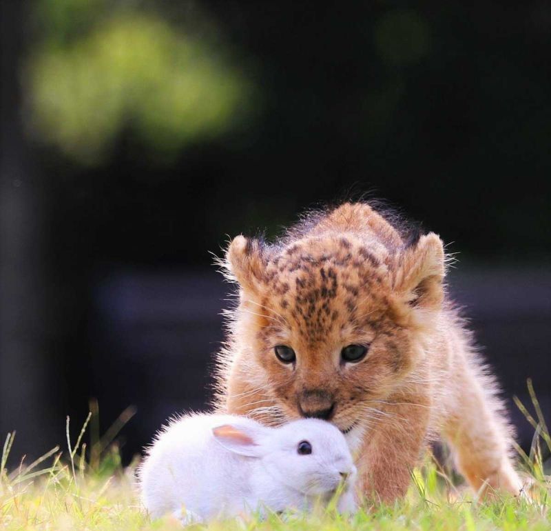 Неразлучные друзья из японского сафари-парка - тигренок и львенок