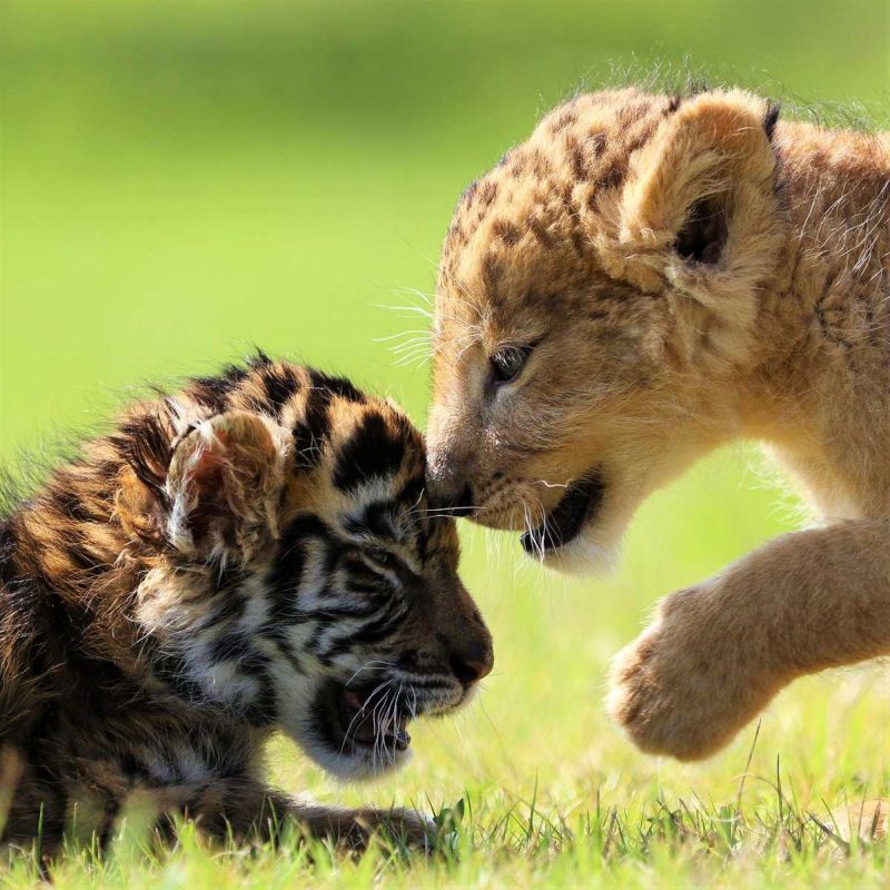 Неразлучные друзья из японского сафари-парка - тигренок и львенок