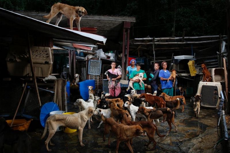 Собачья жизнь в Венесуэле