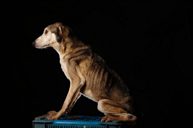 Собачья жизнь в Венесуэле
